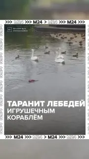 Шокирующее видео: Хулиган на кораблике атакует лебедей в парке