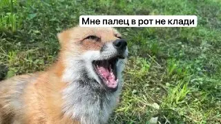 В Подмосковье лиса укусила мужчину за палец во время прогулки с собакой