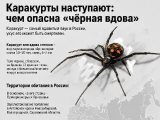 Пауки-каракурты могут появиться в Москве из-за потепления