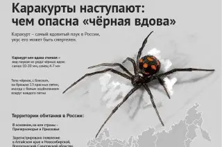 Каракурты: Ядовитые пауки угрожают Москве из-за потепления