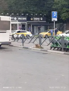 Бесхозный алабай угрожает безопасности на станции Химки
