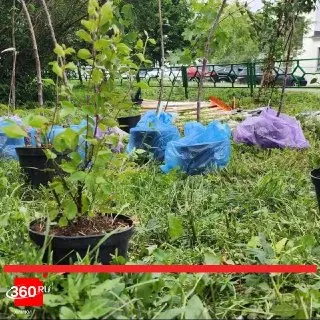 Лунёво: Двор у дома № 9 озеленили новыми деревьями и кустарниками