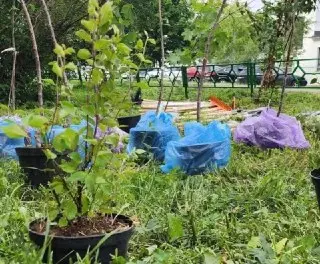 В Лунёво высадили деревья: акция по озеленению двора