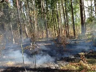 В Подмосковье установили умные камеры для борьбы с лесными пожарами