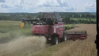 Уборка озимой пшеницы в Кашире: аграрии собирают урожай