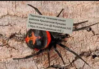Ядовитые пауки-каракурты замечены в Москве: что нужно знать