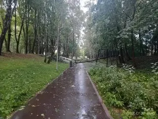 Ливень в Остафьево: поваленные деревья и последствия для жителей