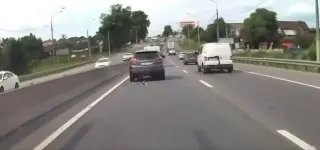 Водители остановили движение, чтобы спасти котенка в Подмосковье