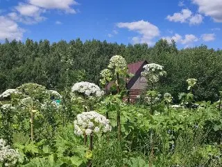 Подмосковье внедряет новый способ борьбы с борщевиком