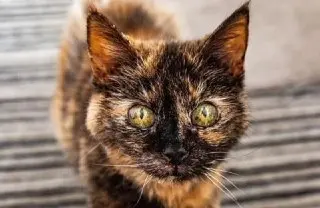 Кошка Милли из Стокпорта отпраздновала 31-й день рождения