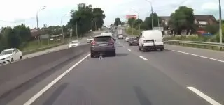 Котёнок на дороге в Подмосковье: спасение и поиск хозяев