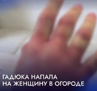 Гадюка укусила дачницу: как оказали помощь пострадавшей