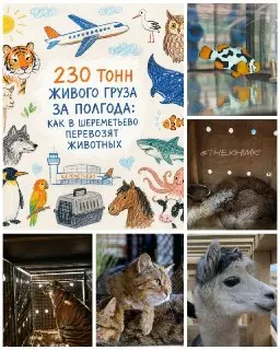 230 тонн живого груза: Шереметьево устанавливает рекорды