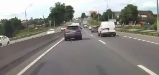 Доброе дело: водитель спас котенка на дороге в Подмосковье