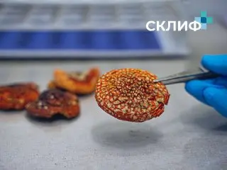 Москвич в реанимации после приема мухоморов для накачки мышц