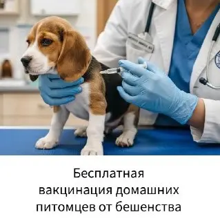 Бесплатная вакцинация животных от бешенства: 1-2 августа