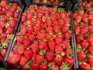 Подмосковье: Успех Ягодного Сезона и Поддержка Фермеров