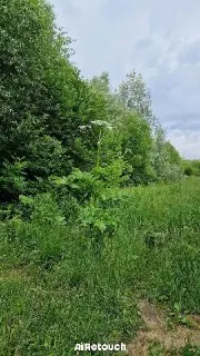 Жители Лианозово требуют убрать борщевик из заказника