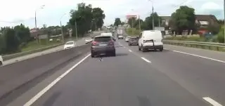 Автомобилист в Подмосковье спас котенка на дороге от трагедии