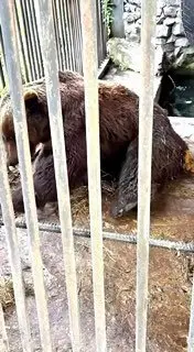 Медведь Кузя из Красноярска проходит лечение в Подмосковье