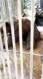 Спасённый медведь Кузя переехал в центр спасения животных