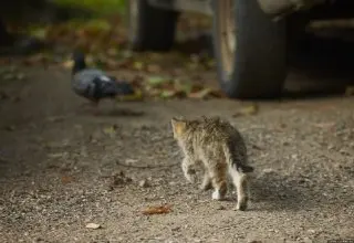 В Лопотово обнаружена кошка с подозрением на бешенство