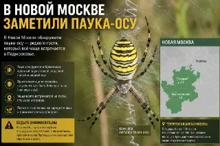 Обратите внимание: в округе замечен паук-оса!