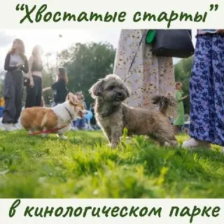 Семейно-спортивный праздник ‘Хвостатые старты’ в кинологическом парке
