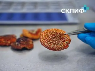 Мужчина потерял сознание на пробежке после употребления мухоморов