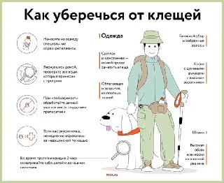 Клещи в Москве: второй пик активности ожидается в августе-сентябре