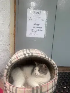 Кошка осталась одна в Рассказовке: местные жители помогают