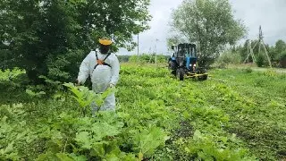 Борьба с Борщевиком: Масштабные Работы В Орехово-Зуевском Округе