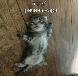 Жаркие дни в Москве: температура поднимется до +31 °C