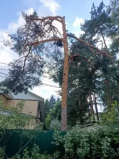 Снос сосен в Кратово: Местные жители против вырубки