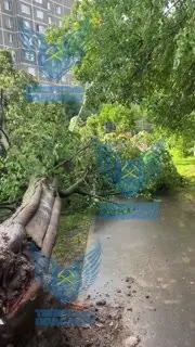 Сильный дождь повалил дерево в Шепчинках: жители требуют убрать