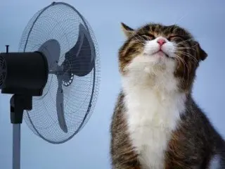 На выходных в Московском регионе ожидается жара до +32°C