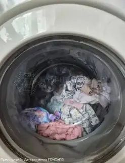 Котенок едва не стал жертвой стирки в Москве