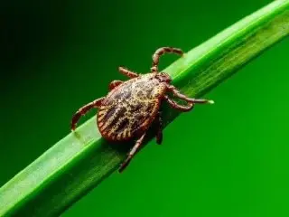 В Подмосковье начинается вторая волна активности клещей
