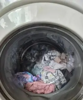 Котенок едва не стал жертвой стиральной машины в Москве