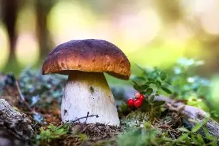 Эксперты: Белые грибы становятся редкостью в российских лесах