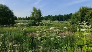 Борщевик угрожает экологии Звенигорода: что происходит в центре города?