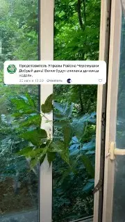 Управа пообещала удалить ветки на Профсоюзной, 29 к3