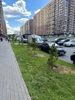 В Томилино появится новая зеленая зона: высажены деревья и кустарники