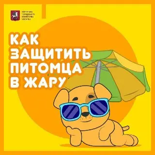 В Москве ожидается жара до +29°C: советы по уходу за питомцами