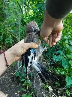 Бойцы на передовой спасают не только людей, но и сойку