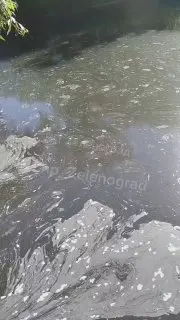 Загрязнение воды на Быковом болоте ставит под угрозу лебедей