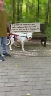 Инцидент в Суворовском парке: собака без намордника напала на другую