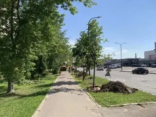 Наро-Фоминск: Завершается озеленение улиц с высадкой 47 деревьев