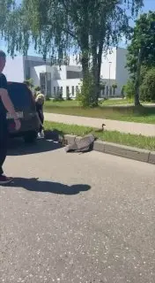 В Орехово-Зуеве водители создали «мост» для утят через дорогу