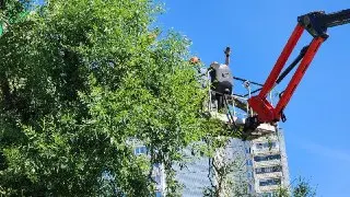 В Протвино обновляют дворы и убирают аварийные деревья